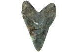 7.4" Realistic, Carved Labradorite Megalodon Tooth - Replica - Photo 3